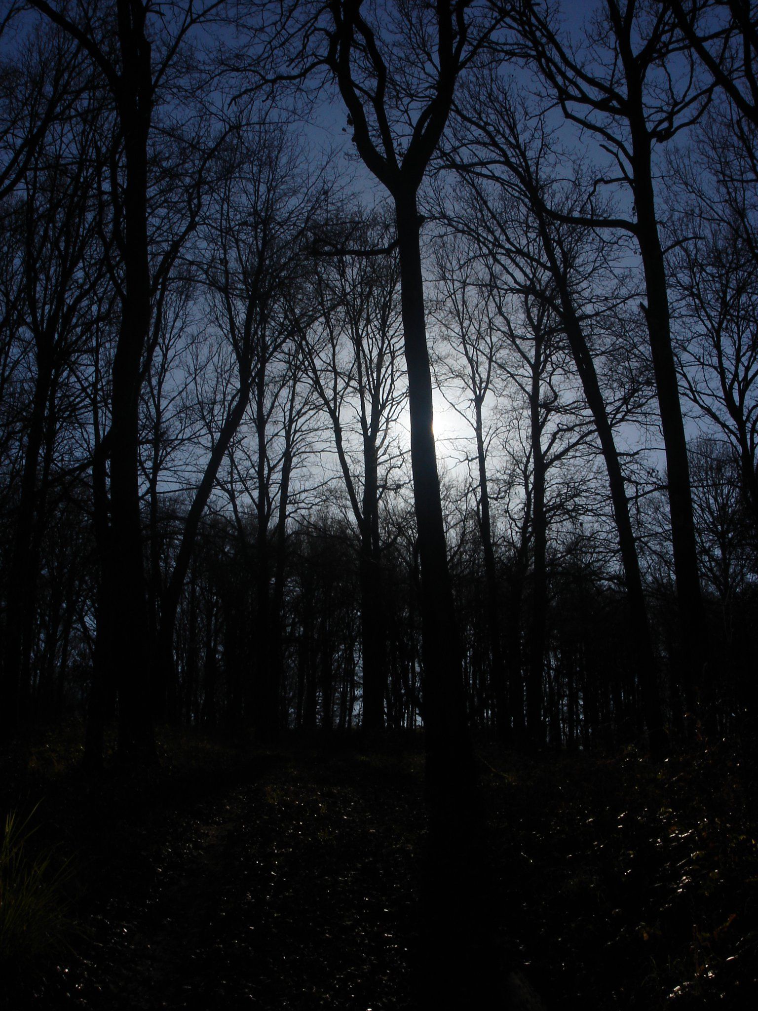 1536x2048 night, Sky, Trees, Black, Blue Wallpaper HD / Desktop and Mobile Background