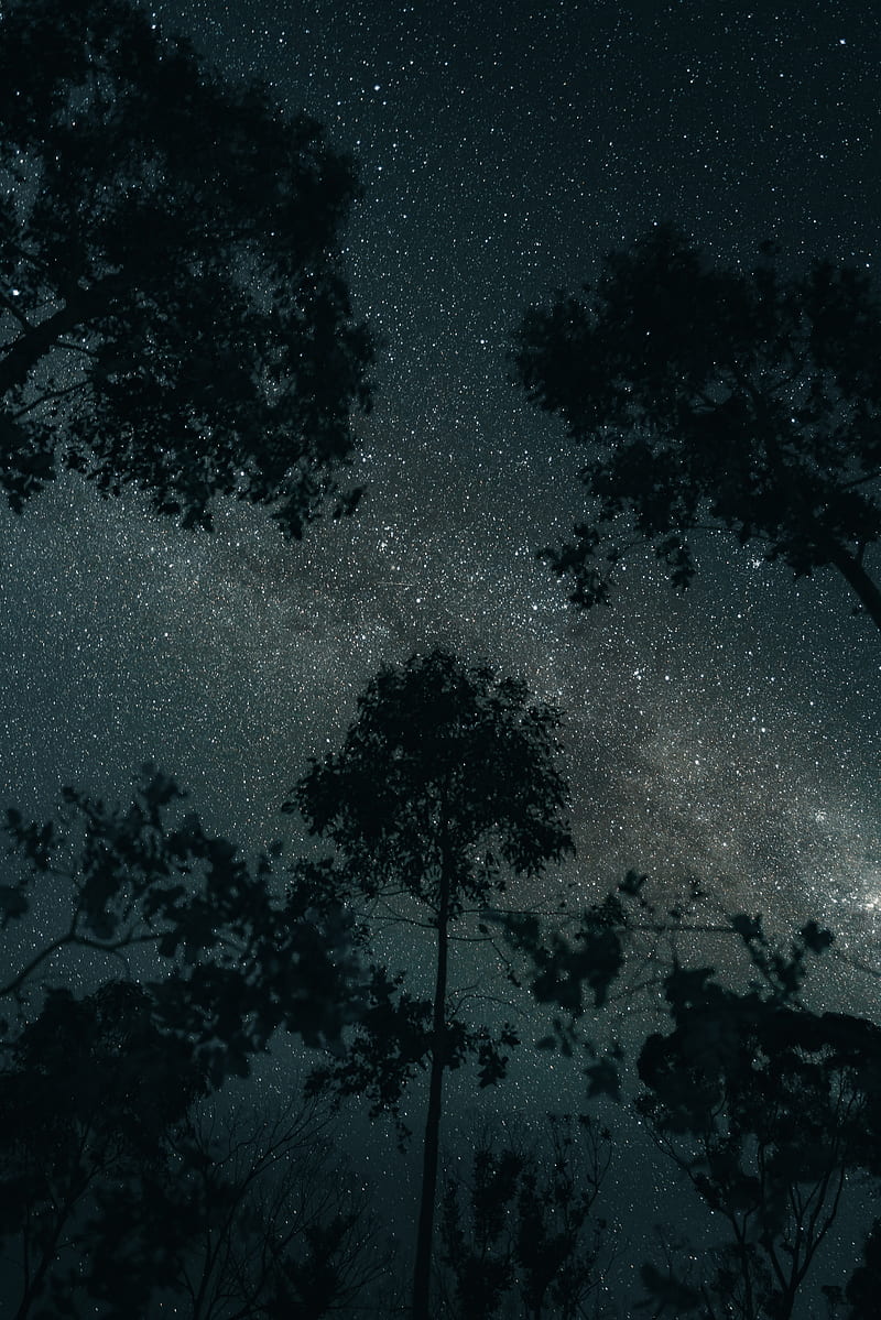 800x1199 Trees, stars, night, sky, dark, HD phone wallpaper