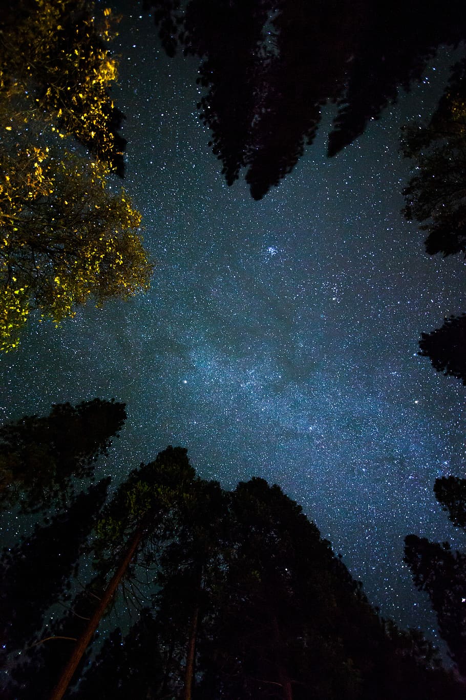 910x1365 bottom view shot, trees, starry sky, silhouette, night time, wallpaper, galaxy wallpaper, galaxy background