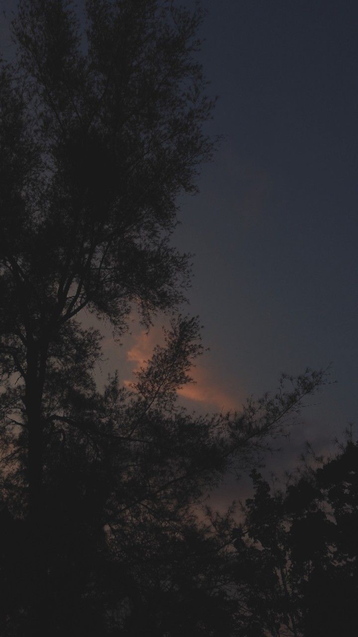 720x1280 Night sky with tree