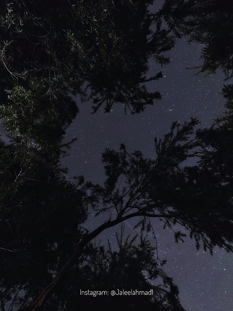 800x1067 Night sky, astronomy, jaleelahmad november, stars, tree, HD phone wallpaper
