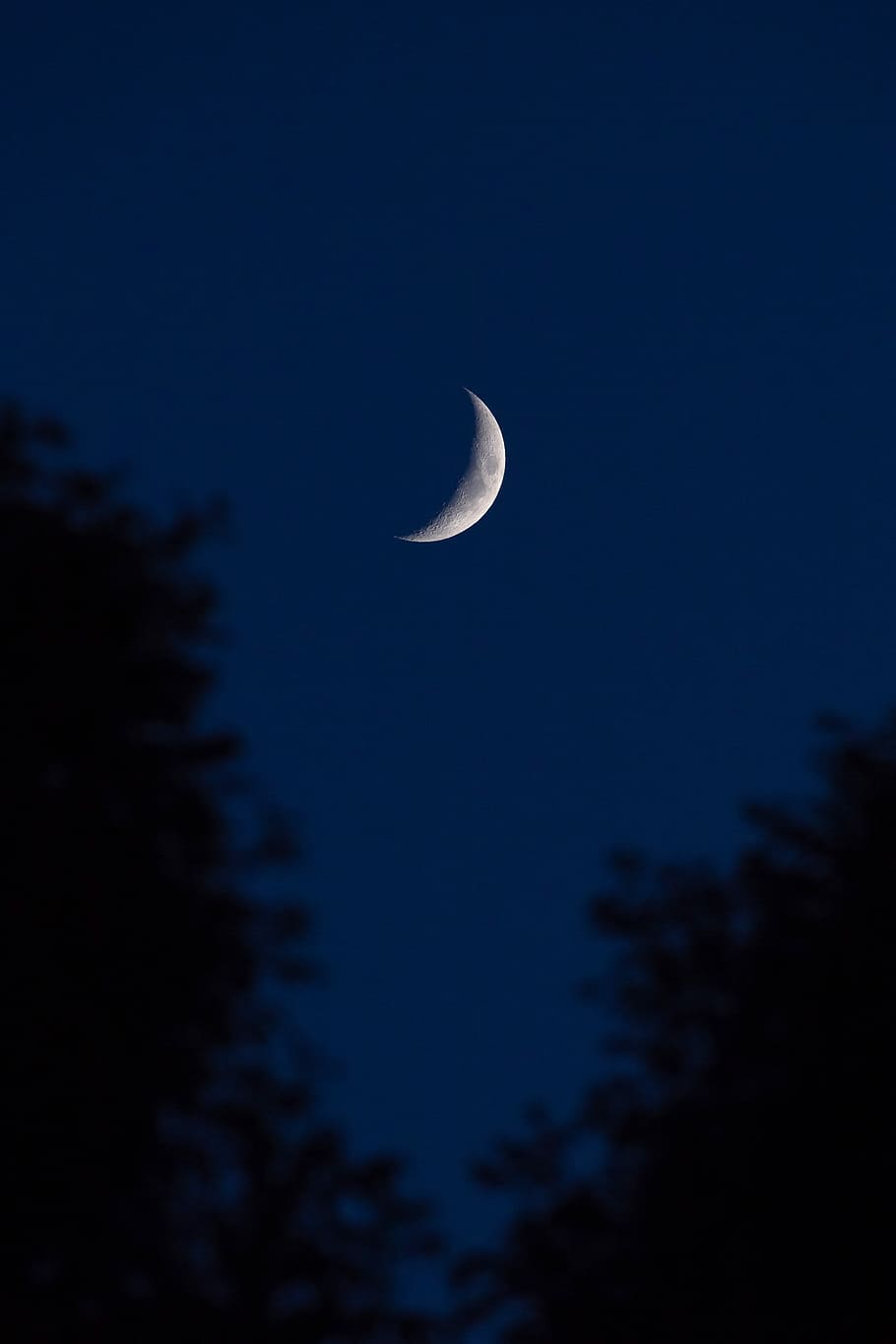 910x1365 photo, crescent moon, nighttime, untitled, moon, sky, tree, forest