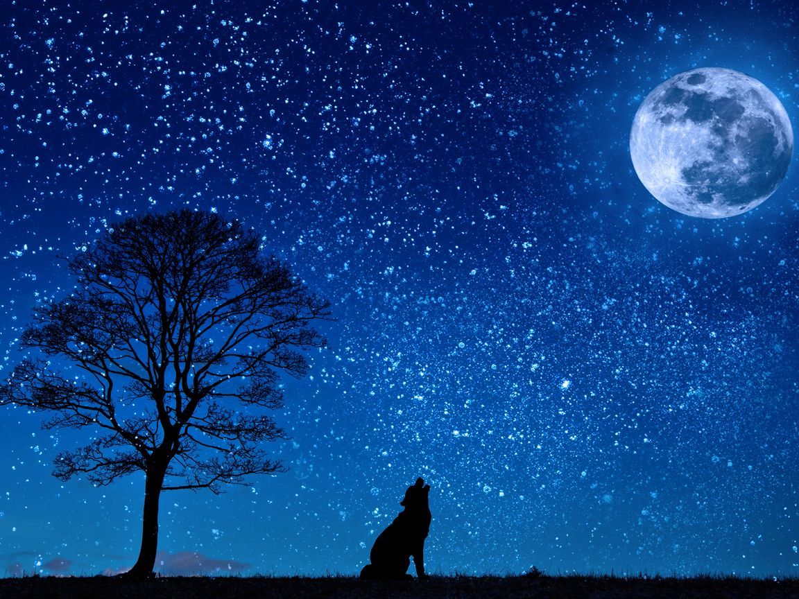 1152x864 Download wallpaper 1152x864 wolf, starry sky, tree, moon standard 4:3 HD background