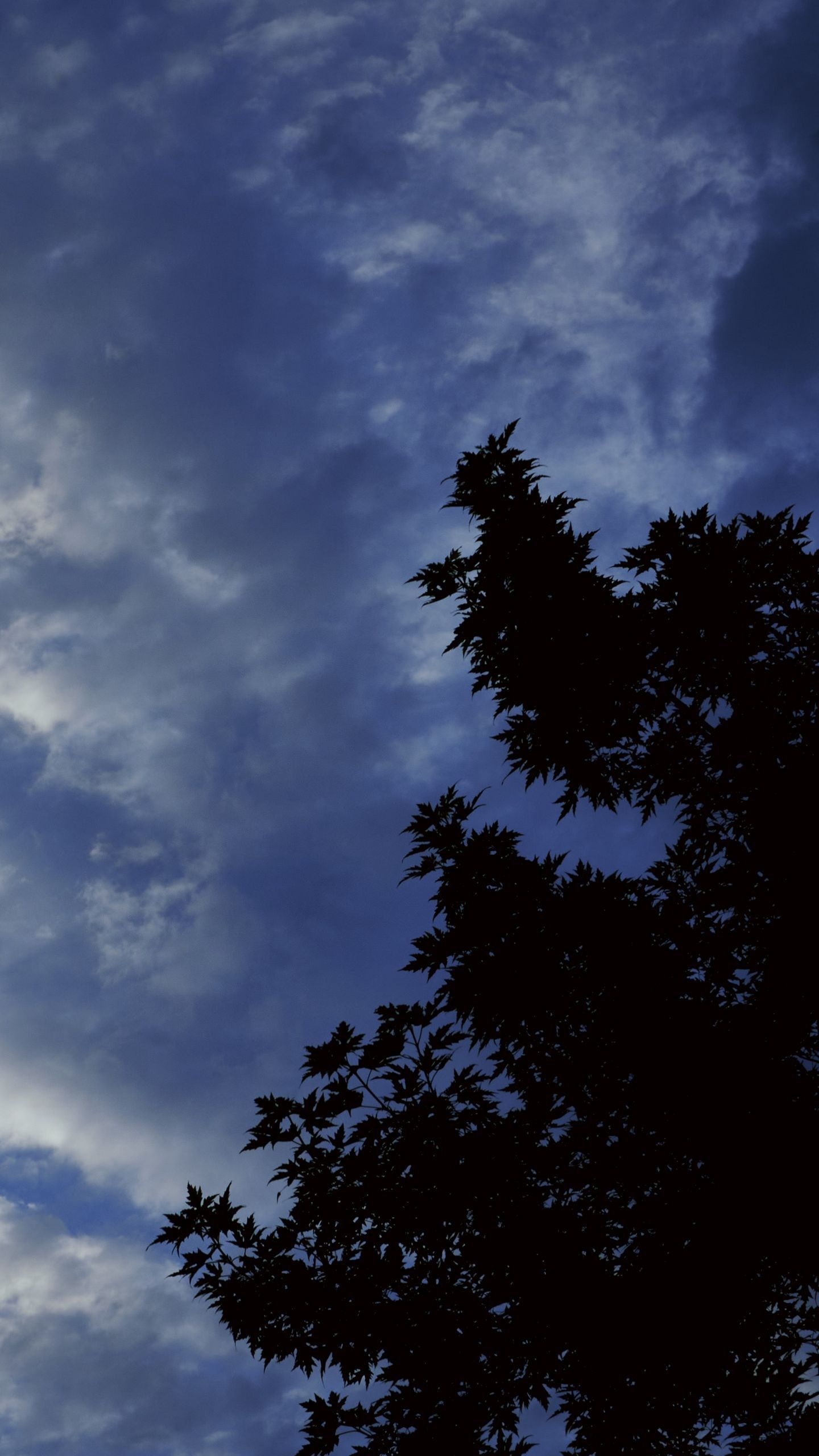 1440x2560 Clouds Blue Sky Tree Branches Darkness Night Background 4K HD Dark Background Wallpaper