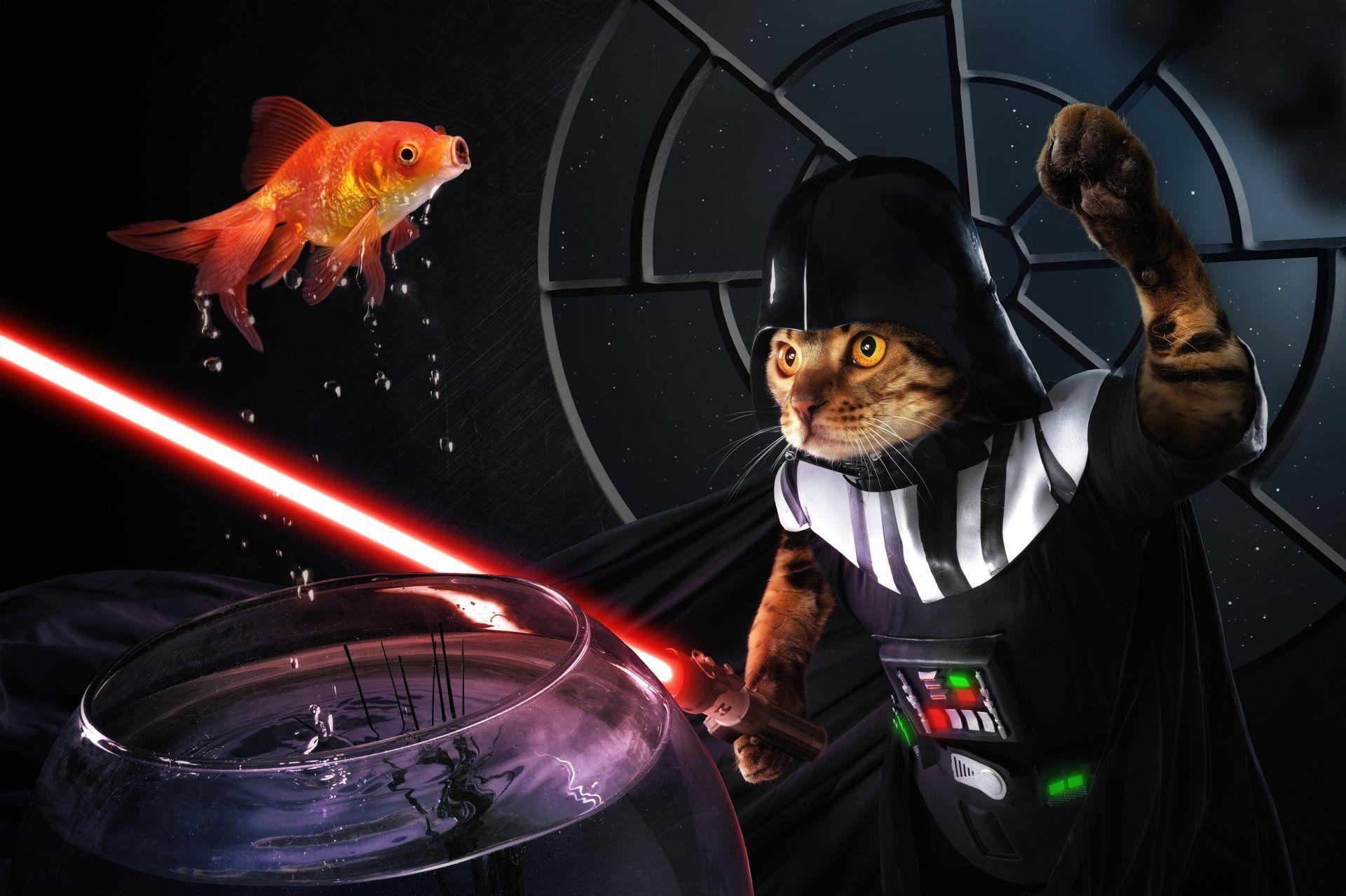 1920x1279 darth sushi cat fish HD wallpaper