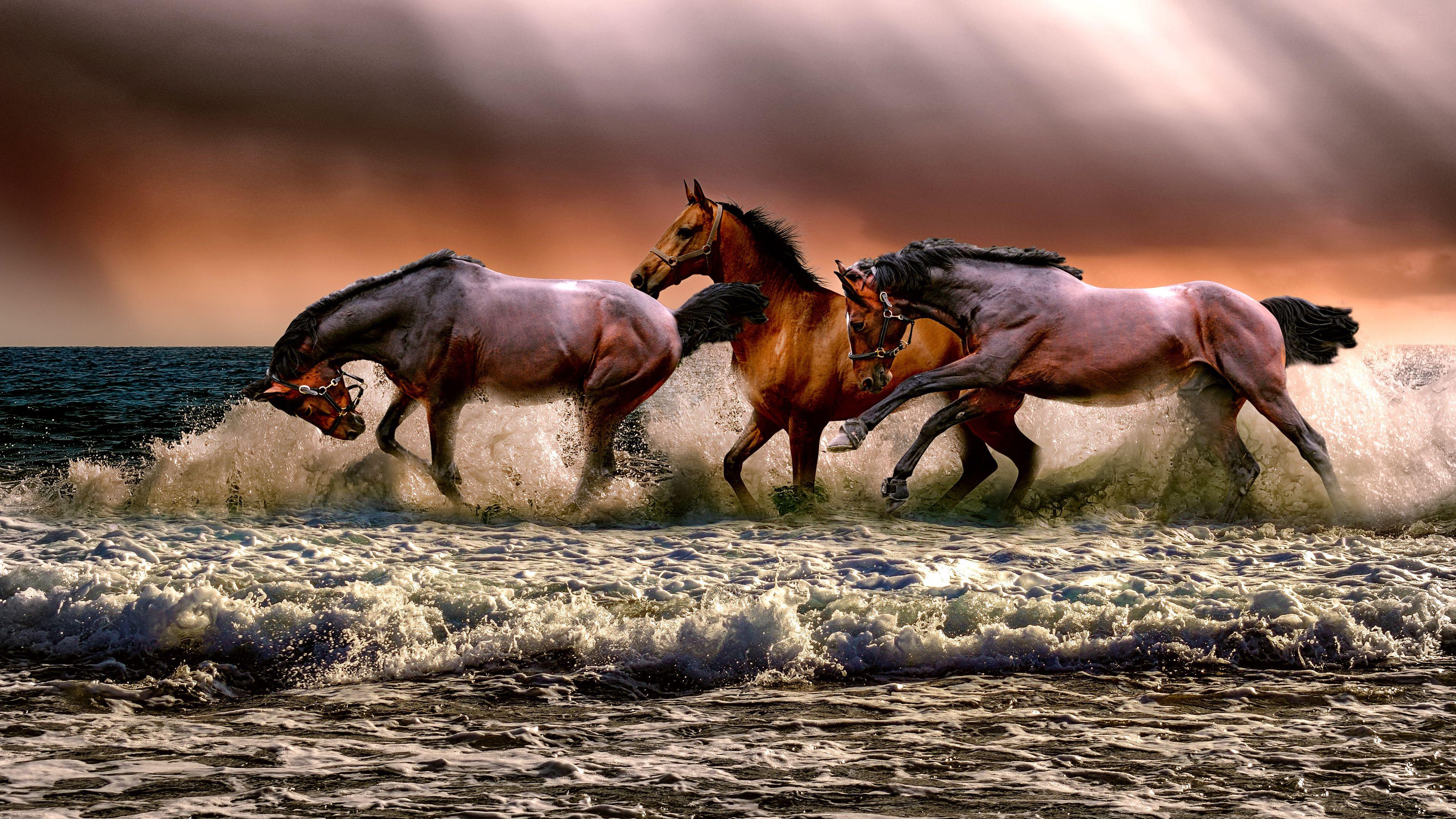 Horses Running Wallpapers - Top Free Horses Running Backgrounds