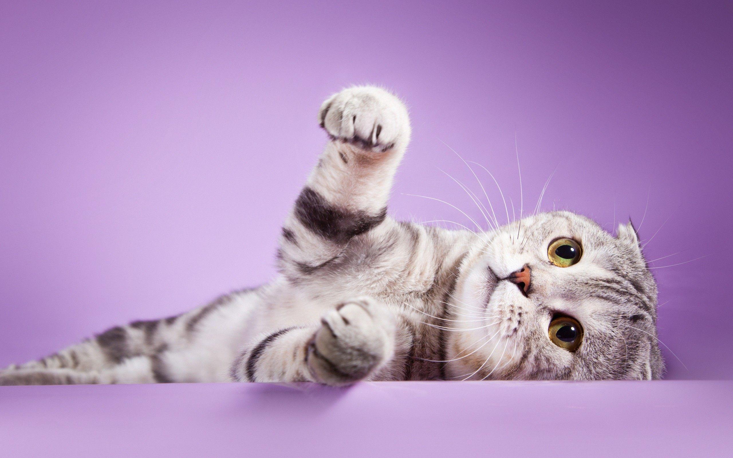 2560x1600 Scottish fold cat. GFXHive. HD Wallpaper