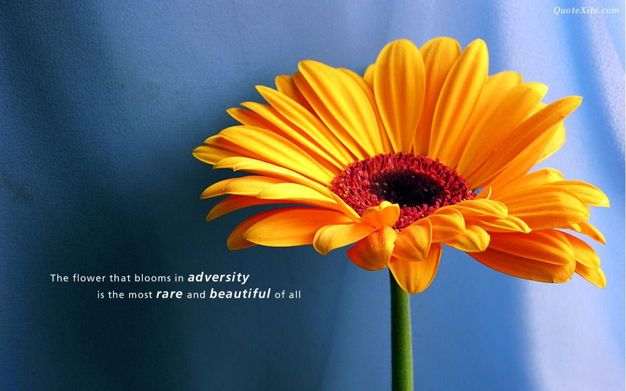 1280x800 Free download Beautiful Quotes Desktop Background [1280x800] for your Desktop, Mobile & Tablet. Explore Pretty Wallpaper with Quotes. Positive Quotes Wallpaper, Beautiful Wallpaper with Quotes, Inspirational Wallpaper with Quotes