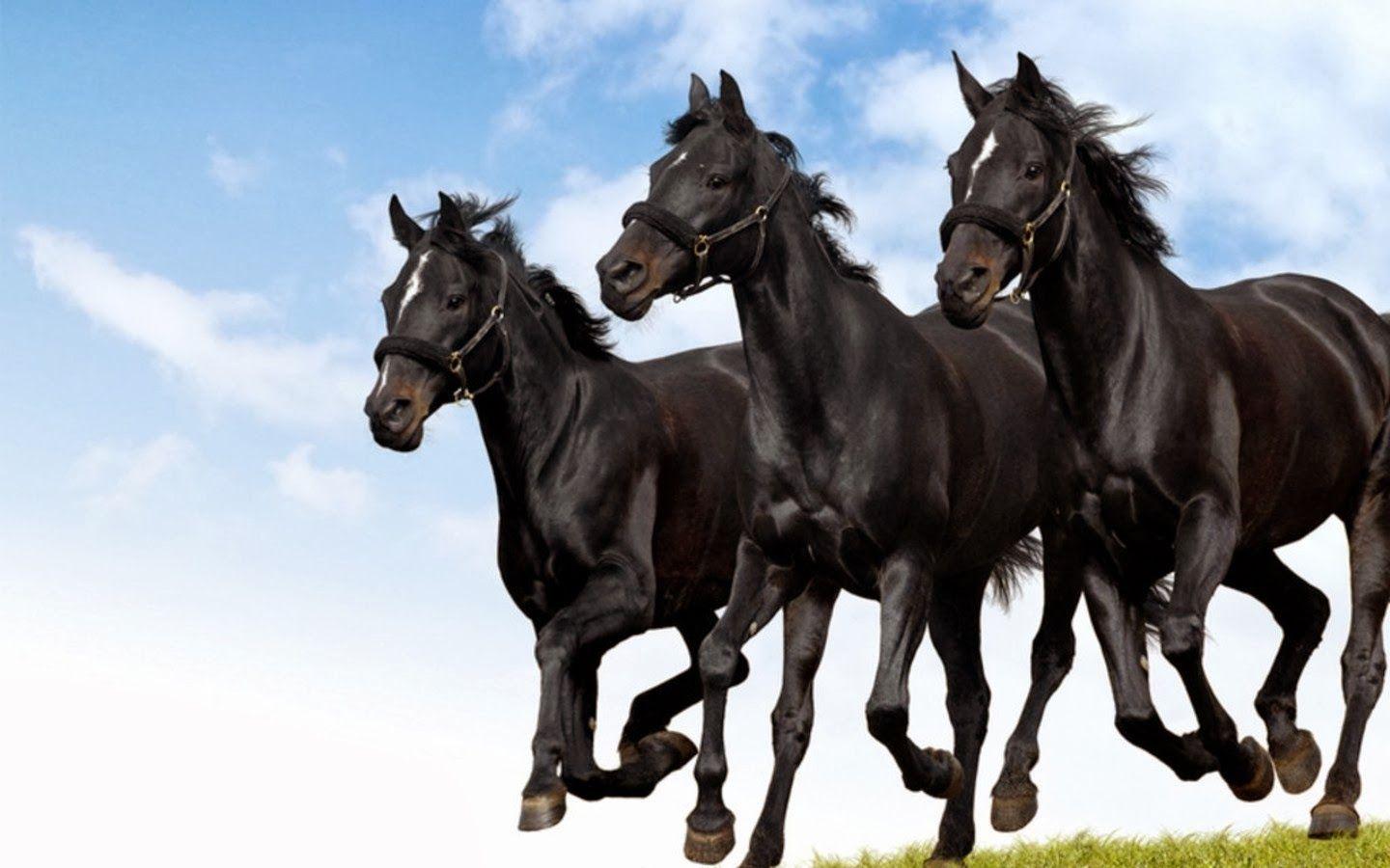 Horses Running Wallpapers - Top Free Horses Running Backgrounds