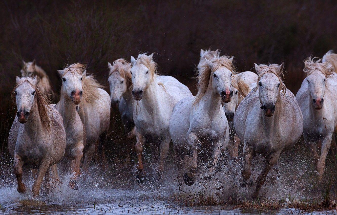 Horses Running Wallpapers - Top Free Horses Running Backgrounds