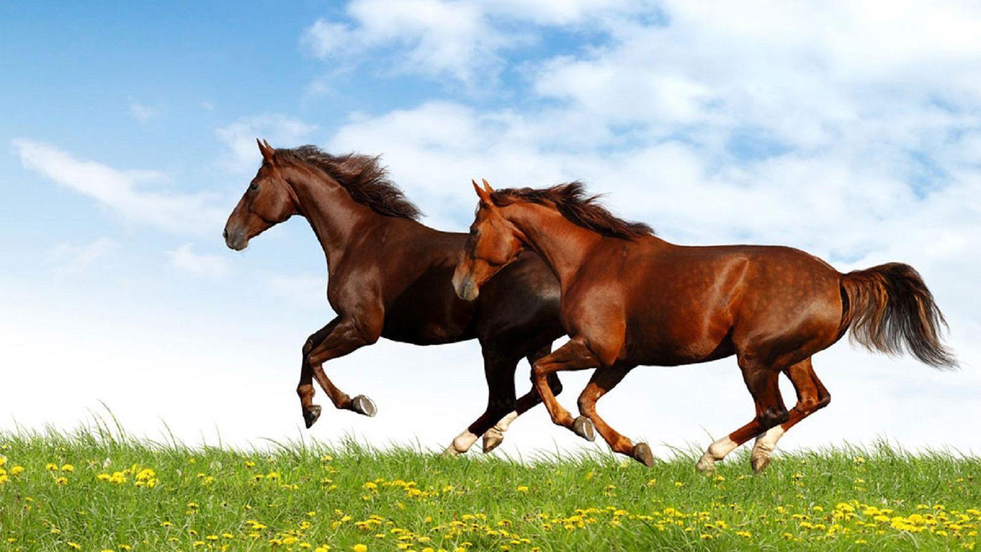 1920x1080 Brown And Red Horse Running In A Field Of Green Grass Desktop Wallpaper HD :