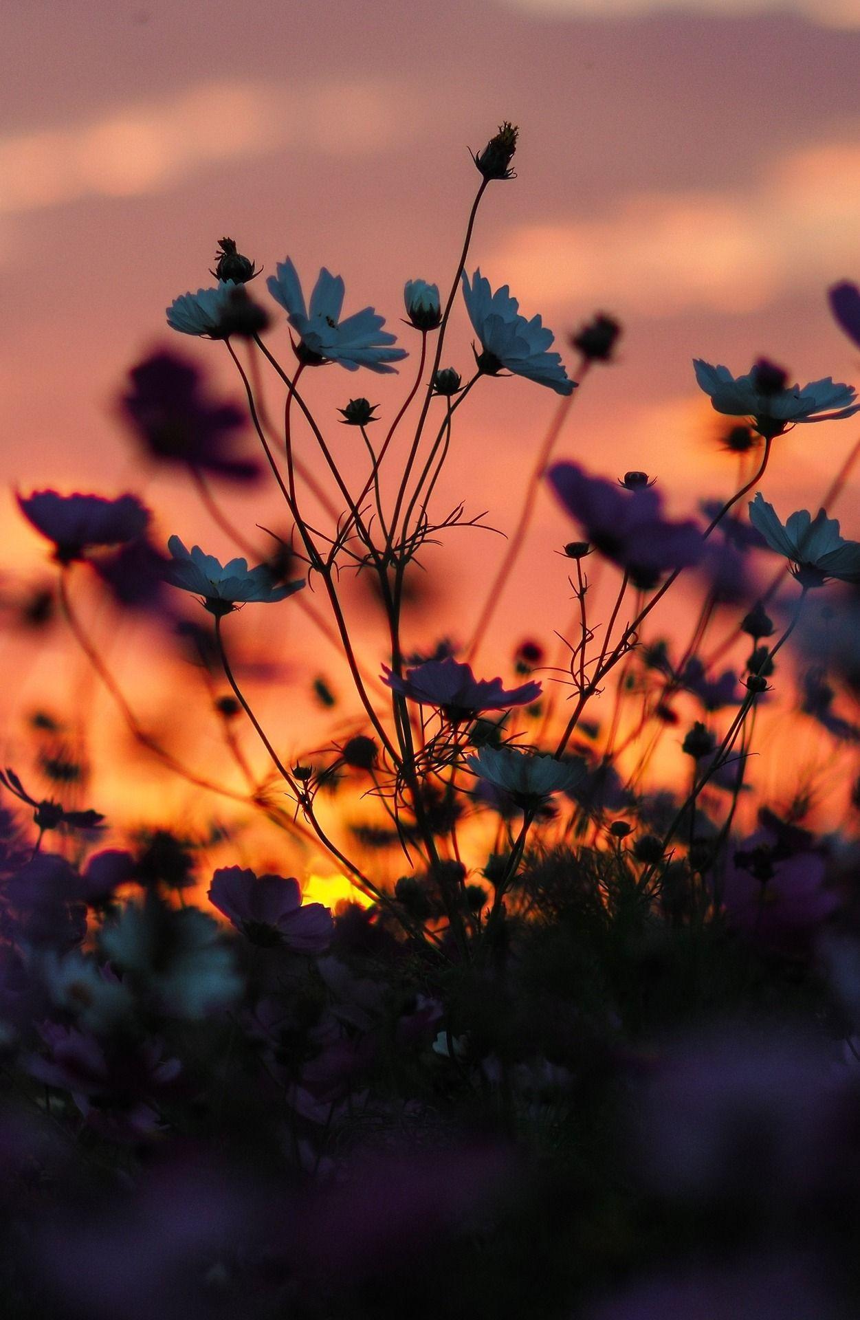 Flowers Sunset Wallpapers - Top Free Flowers Sunset Backgrounds - WallpaperAccess