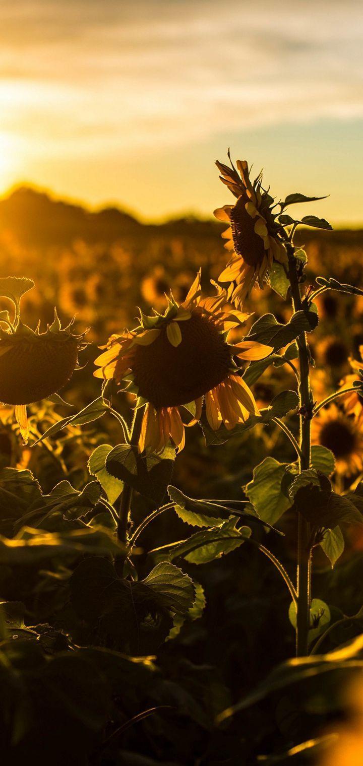 720x1520 Sunflower Fields Wallpaper
