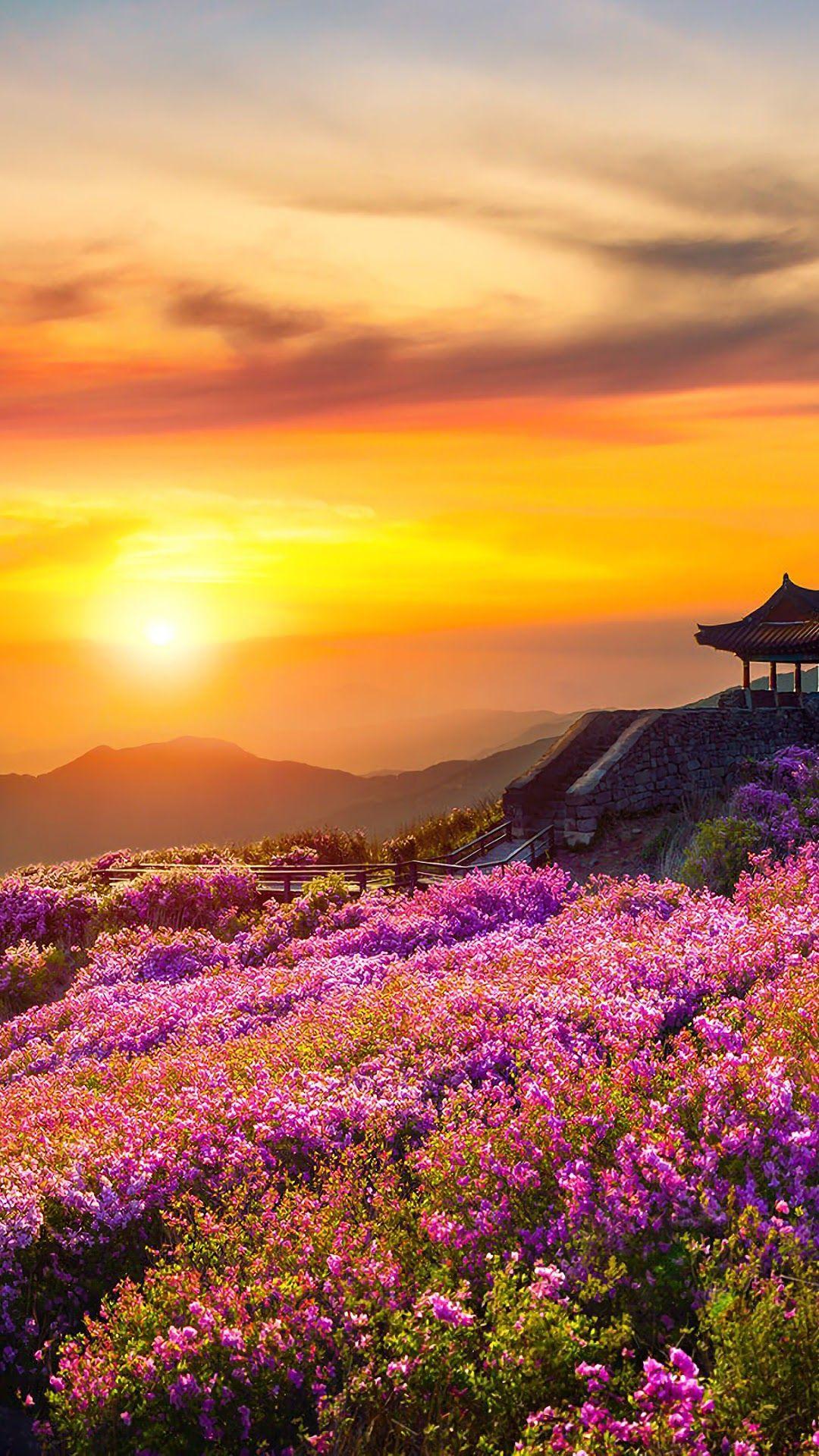 Flower Sunrise Wallpapers - Top Free Flower Sunrise Backgrounds