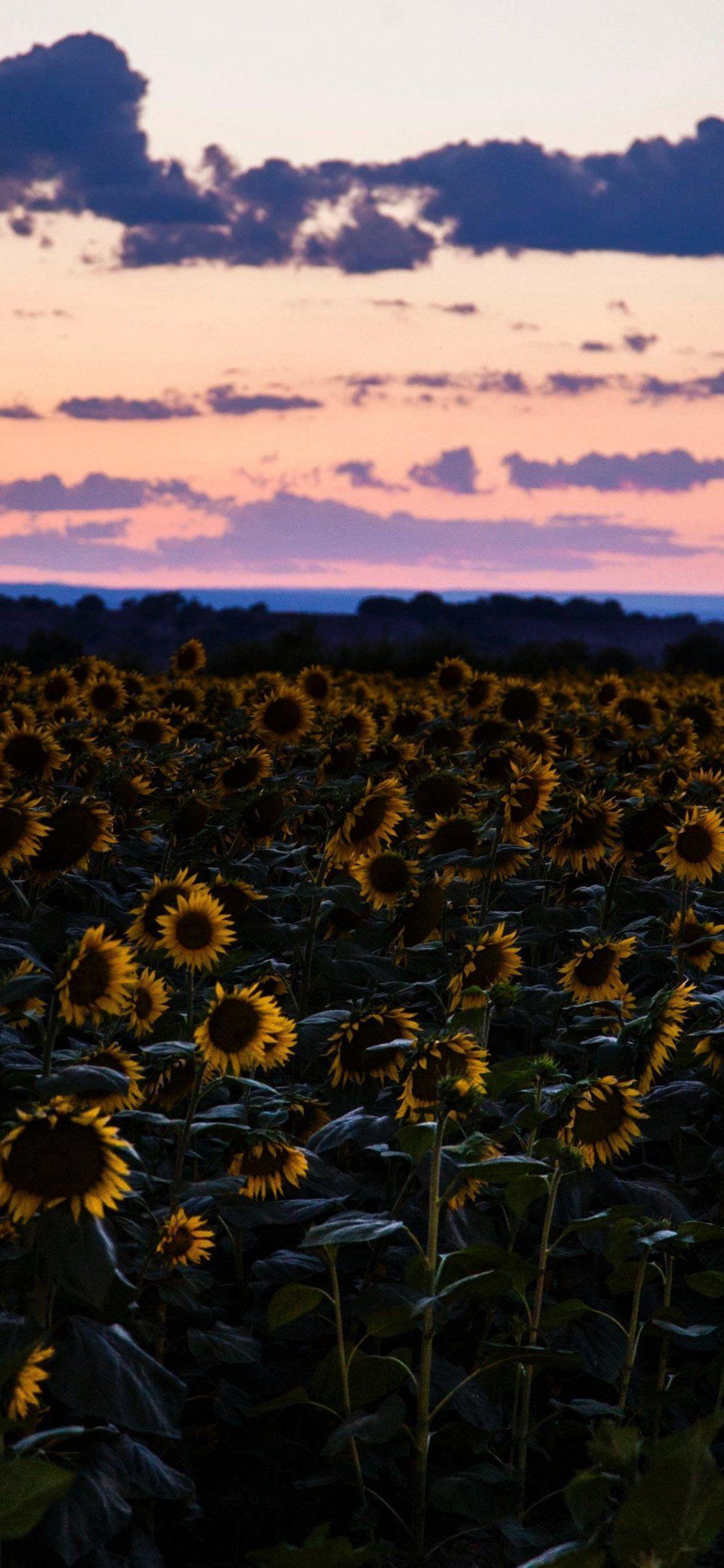 1125x2436 Sunflowers Flowers Field HD Wallpaper