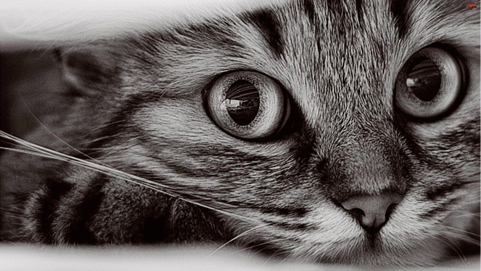 1366X768 Cat Wallpapers - Top Free 1366X768 Cat Backgrounds ...