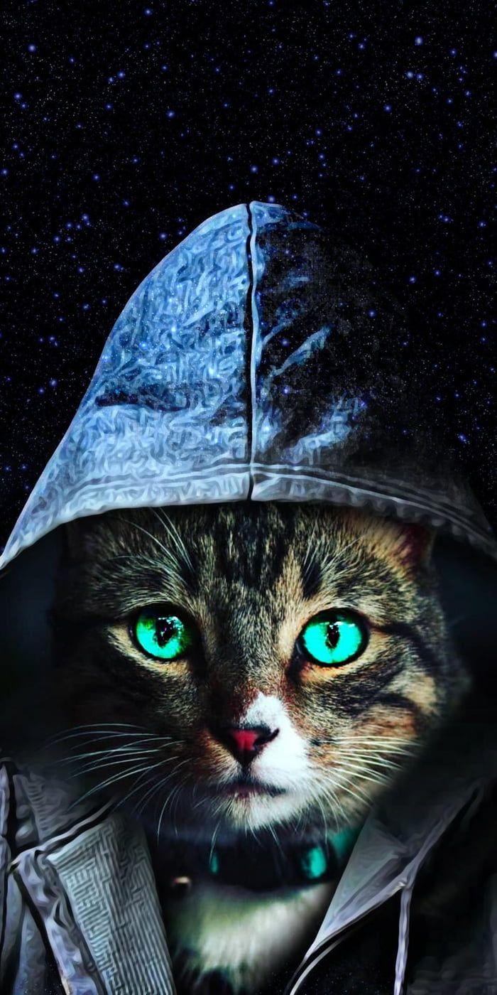 700x1400 Cosmic cat. Creepy cat, Cat wallpaper, Cat art print