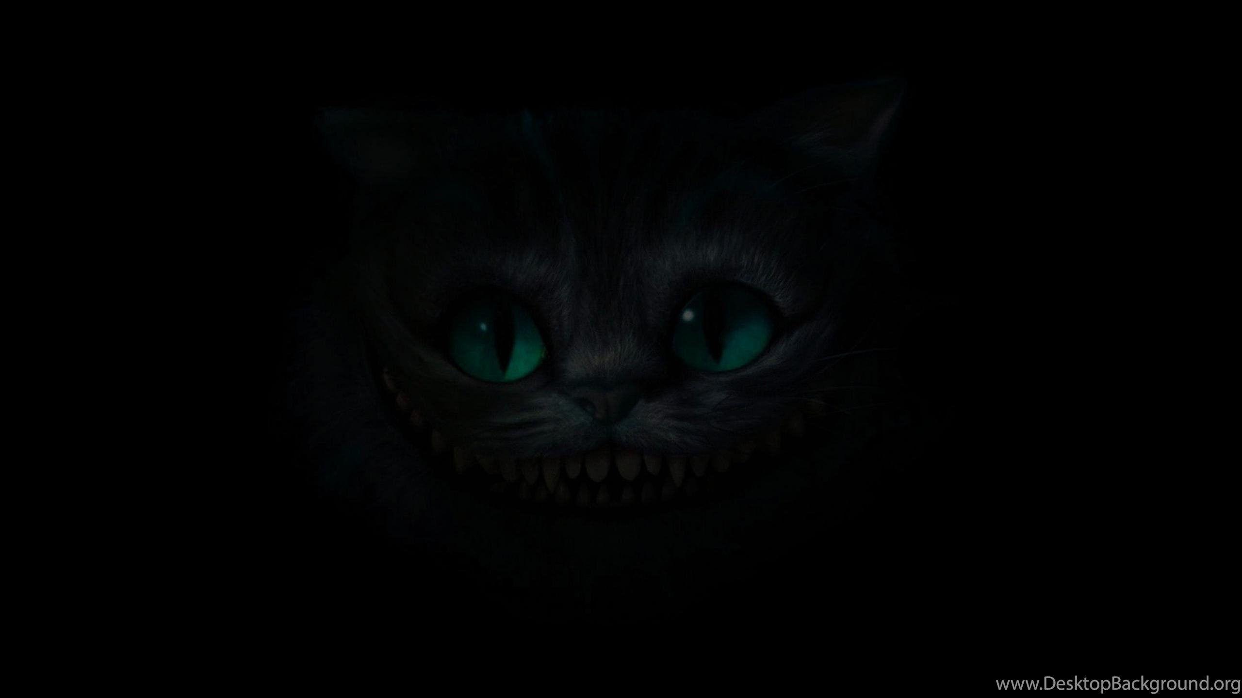 2560x1440 Cat Desktop Background