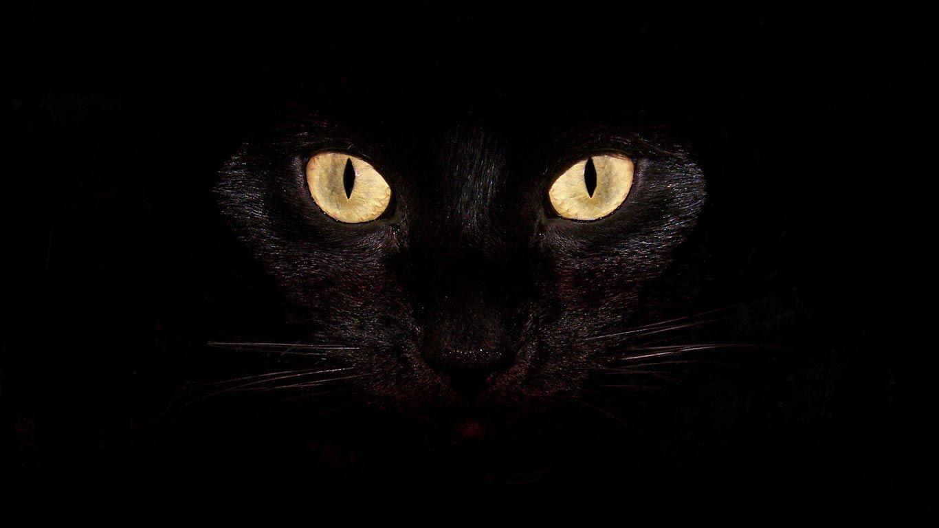 Creepy Cat Wallpapers - Top Free Creepy Cat Backgrounds - WallpaperAccess