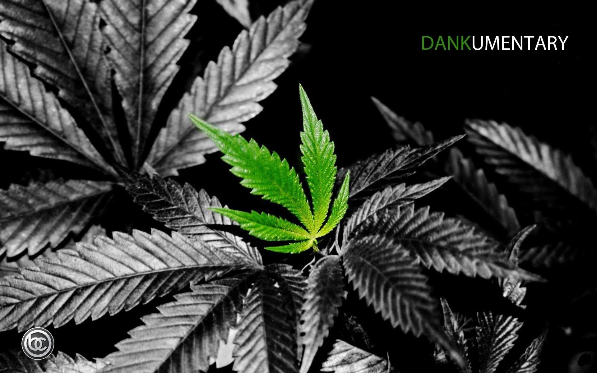 1920x1200 Weed, marijuana, , windows Background, Drugs, Mobile, Laptop, High Resolution