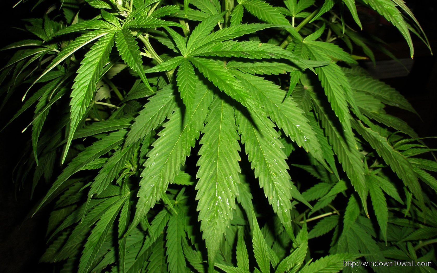 1680x1050 Marijuana Background Wallpaper 1680X1050