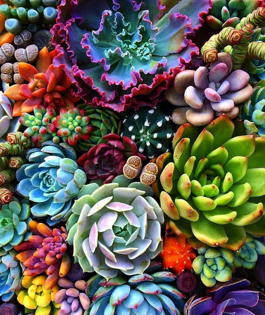 HD succulent wallpapers  Peakpx