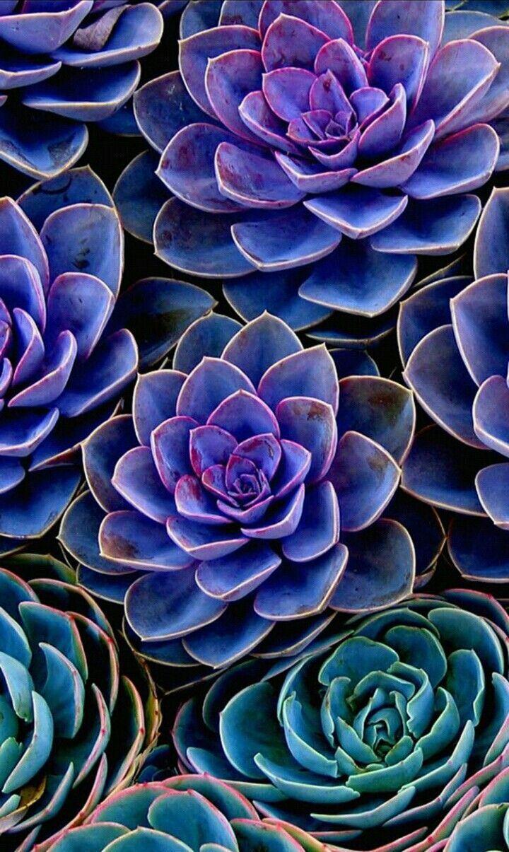 Green and purple succulent plants photo  Free Grey Image on Unsplash