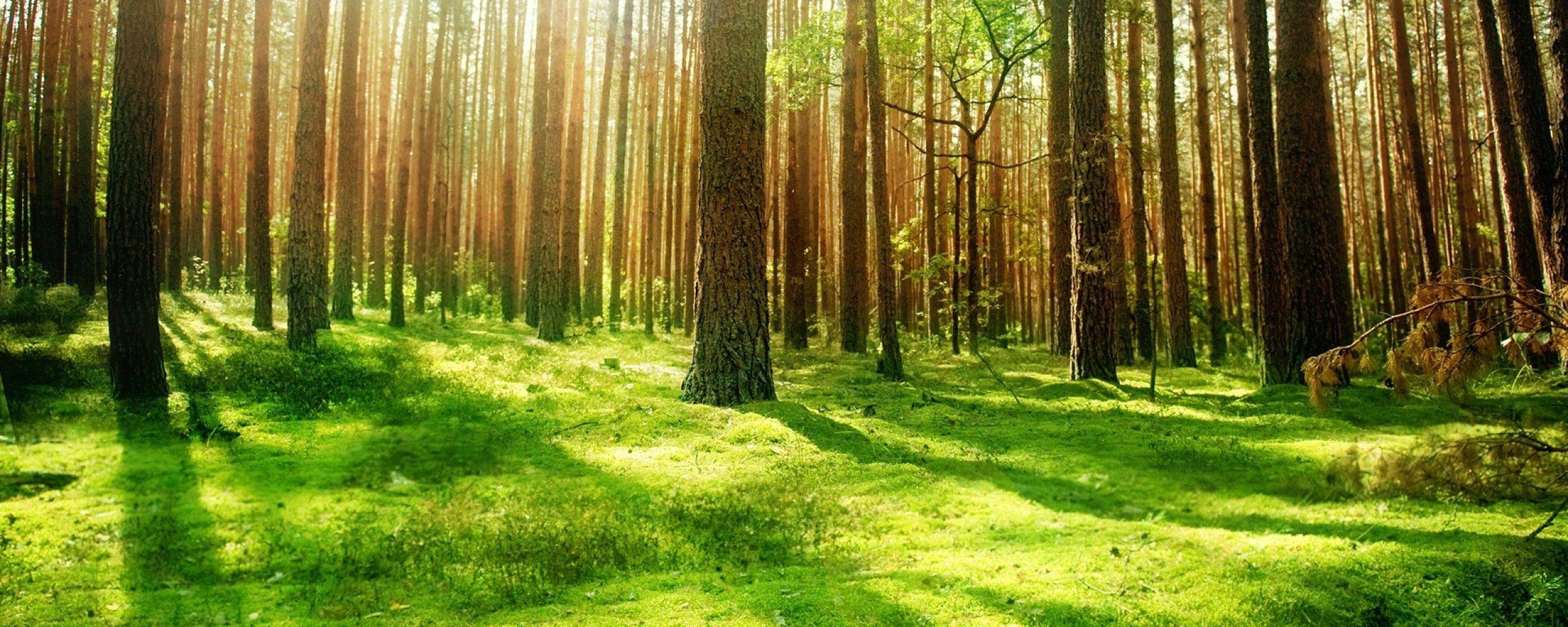 2560x1024 Dual Monitor Wallpaper Forest