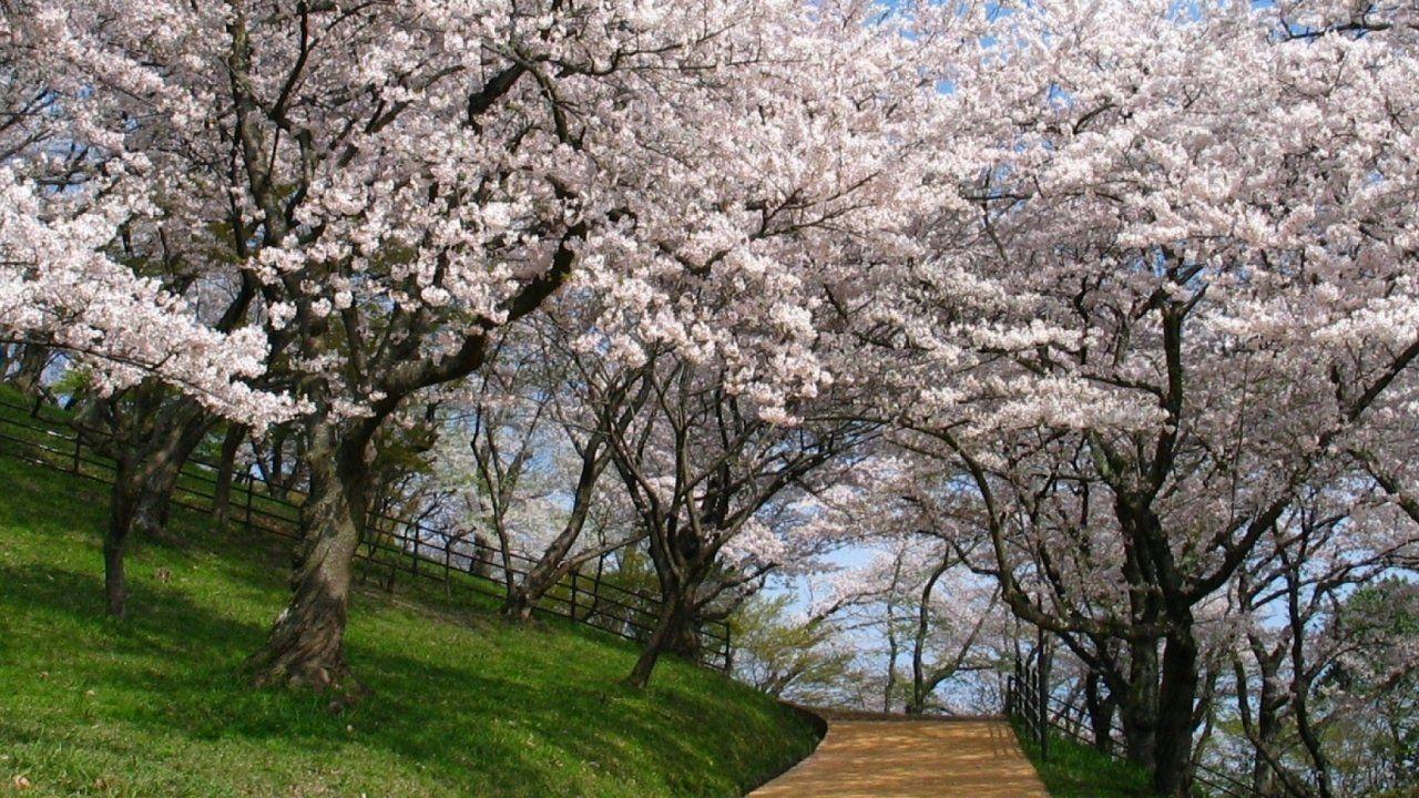 1280x720 Widescreen, multi, Monitor, Wallpaper For Smart Pnone, download HD Wallpaper, High Definition, Free Screen, Beautiful Nature, Du