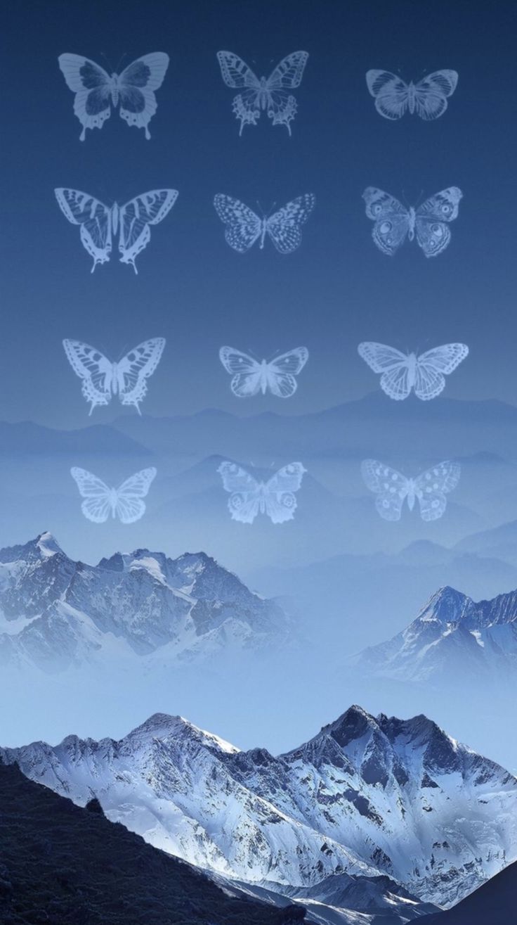 736x1315 LOOΠΔ BUTTERFLY