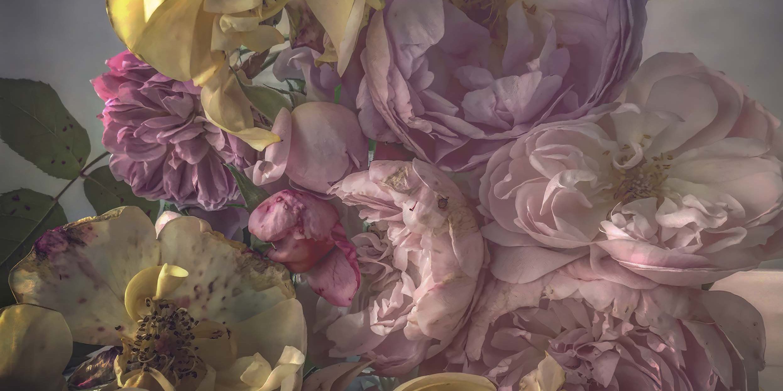 2492x1246 Nick Knight's Roses