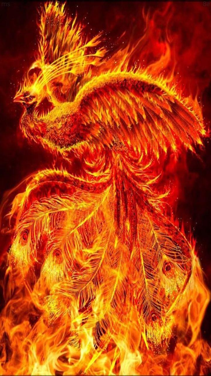 720x1280 commonly phoenix wallpaper note 10 f13 s11 wallpaper 80 720x1280 2660000001