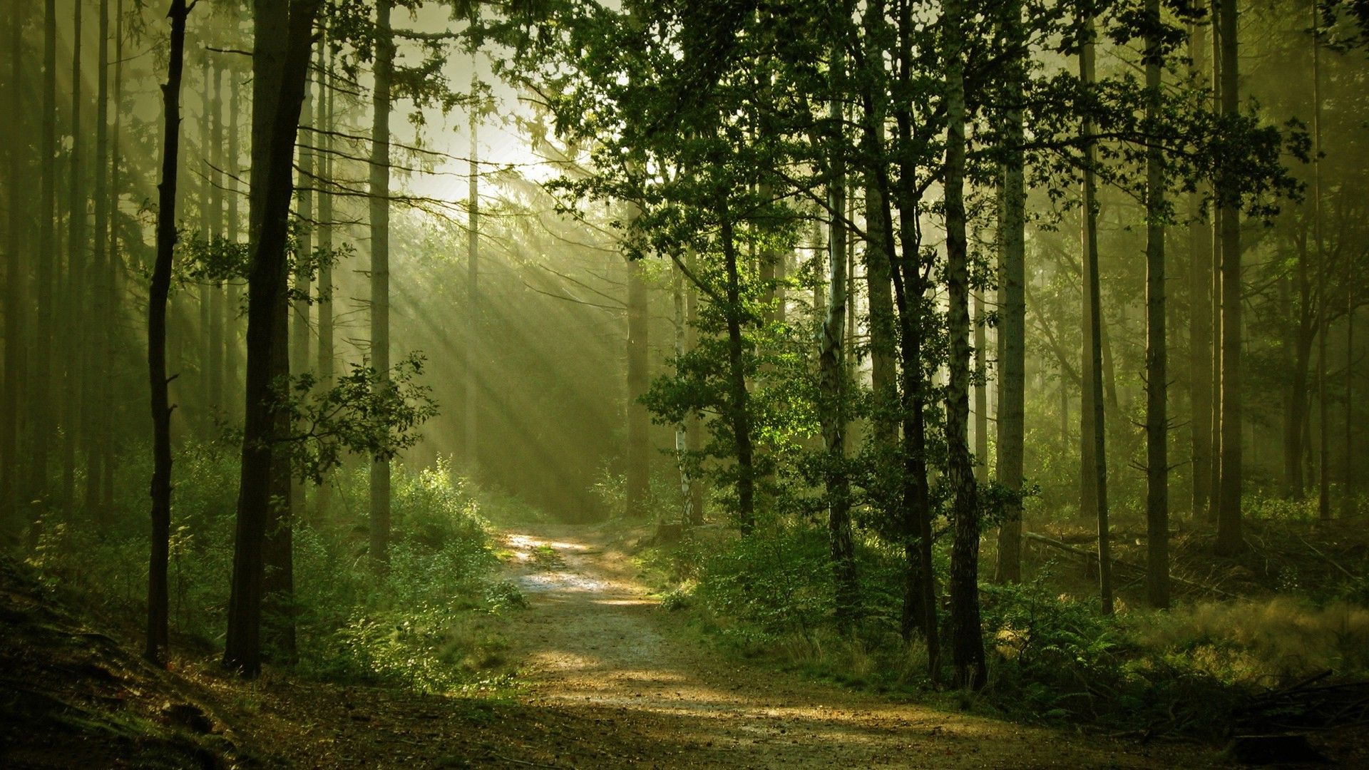 1920x1080 landscape, Nature, Anime, Trees, Forest, Path, Sun Rays, Dirt Road Wallpaper HD / Desktop and Mobile Background