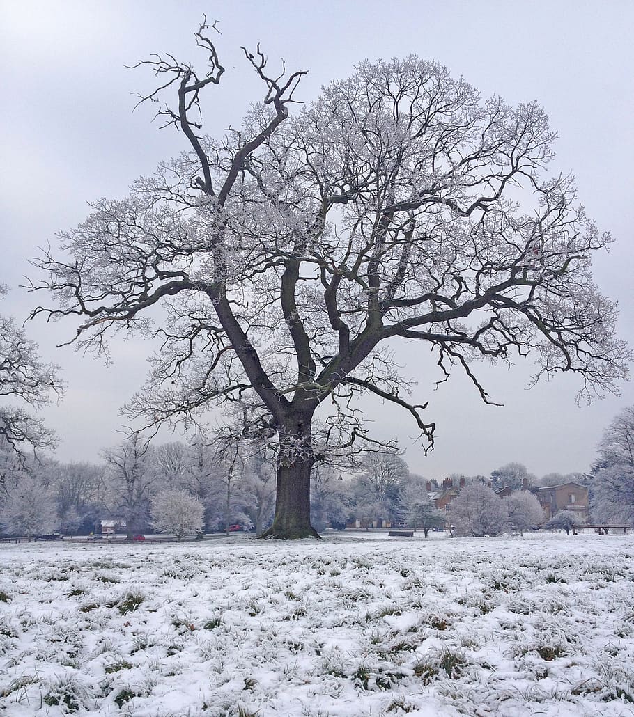 910x1030 HD Wallpaper: United Kingdom, Northampton, 84 86 London Rd, Cold Temperature