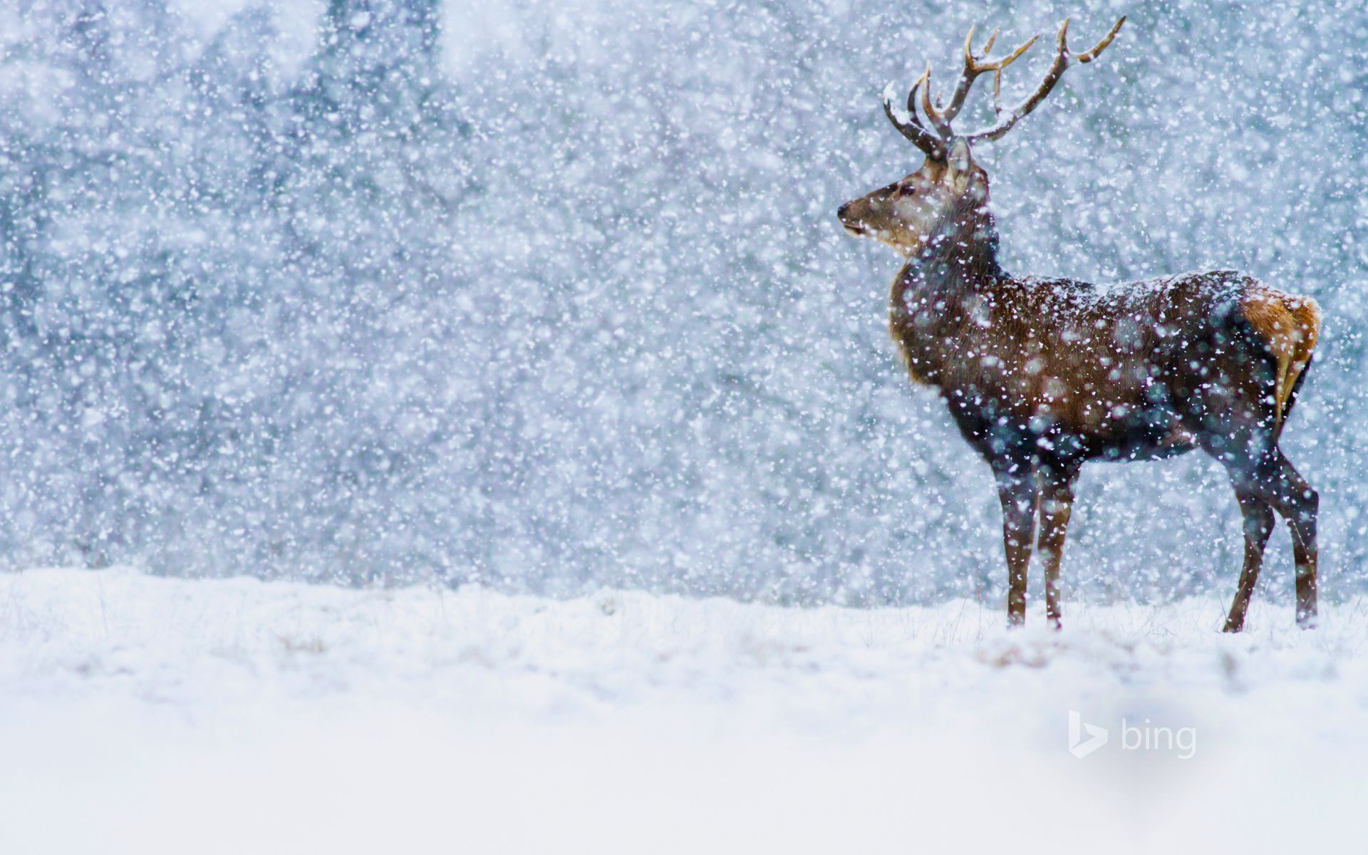 1920x1200 Red Deer (Cervus elaphus) stag in snowfall, Derbyshire, England, United Kingdom Wallpaper
