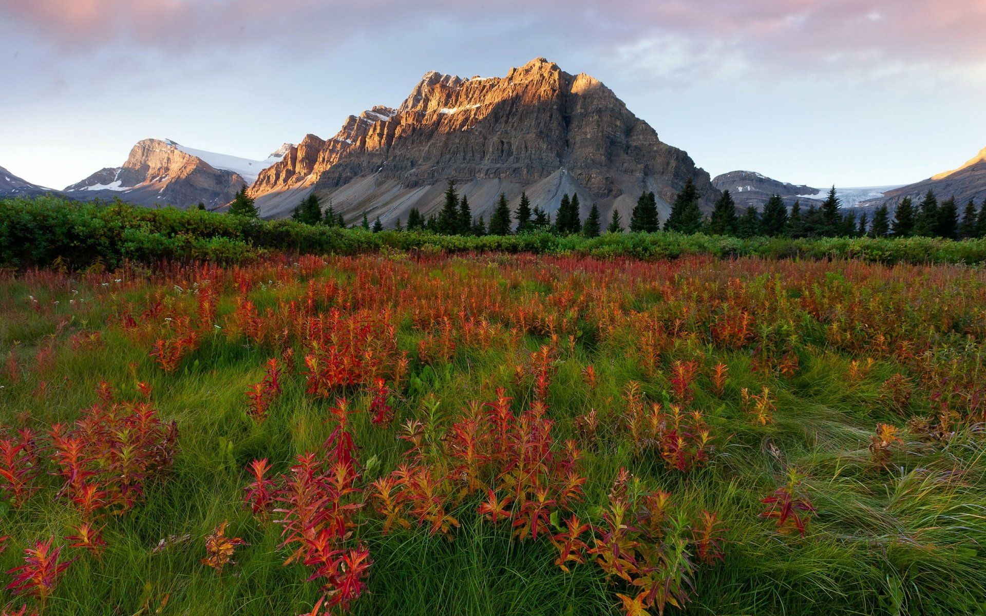 1920x1200 Majestic Mountain Bloom: HD Nature Landscape Wallpaperx1600