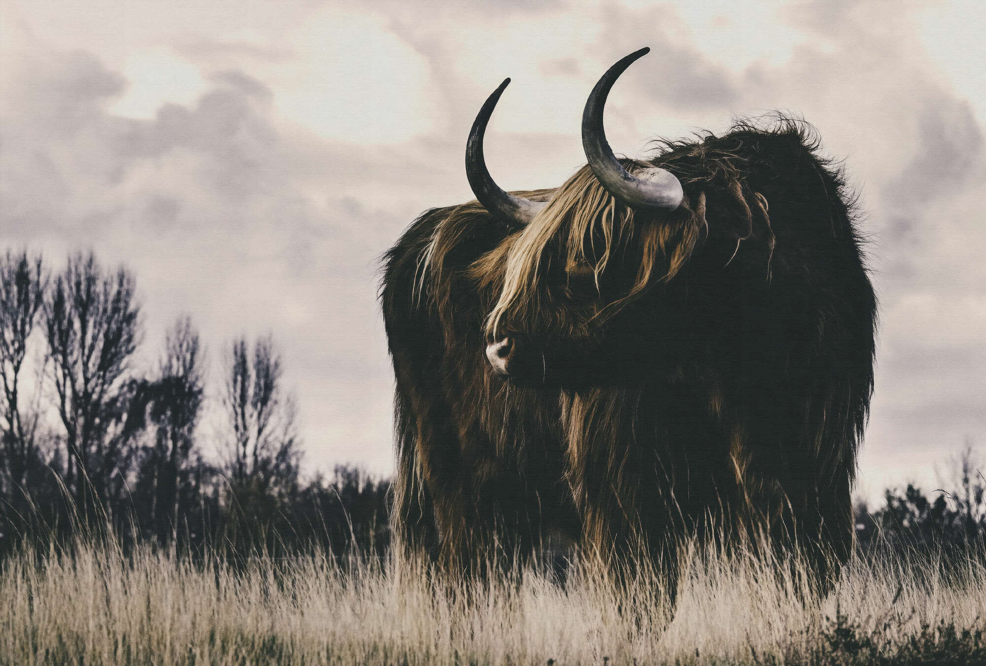 2000x1350 longhorn wild animal wallpaper in wide nature in canvas optics, beige. premium smooth vinyl