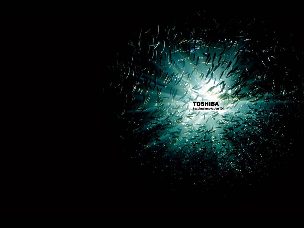 1024x768 Toshiba Normal Resolution HD Wallpaper Toshiba Keren HD Wallpaper