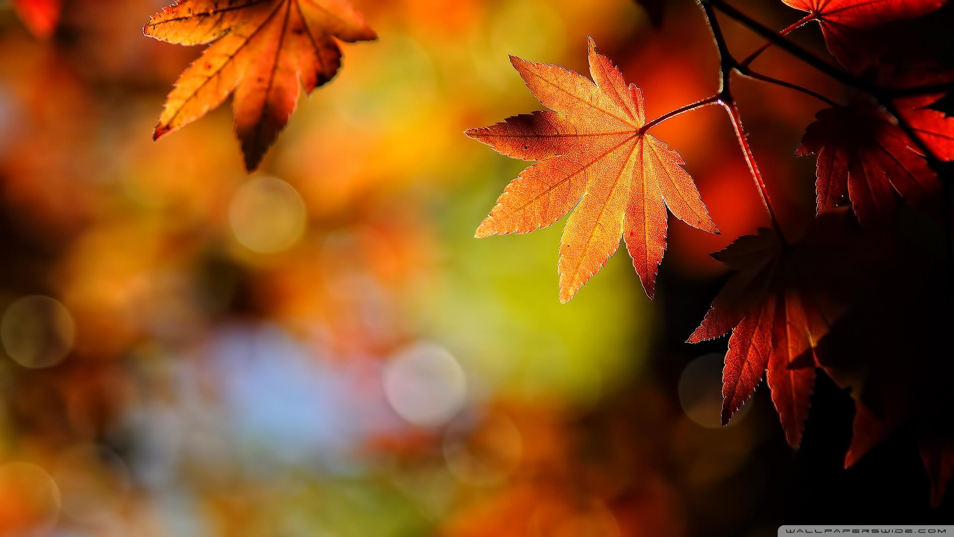 1920x1080 Fall Leaves HD Wallpaper 1920x