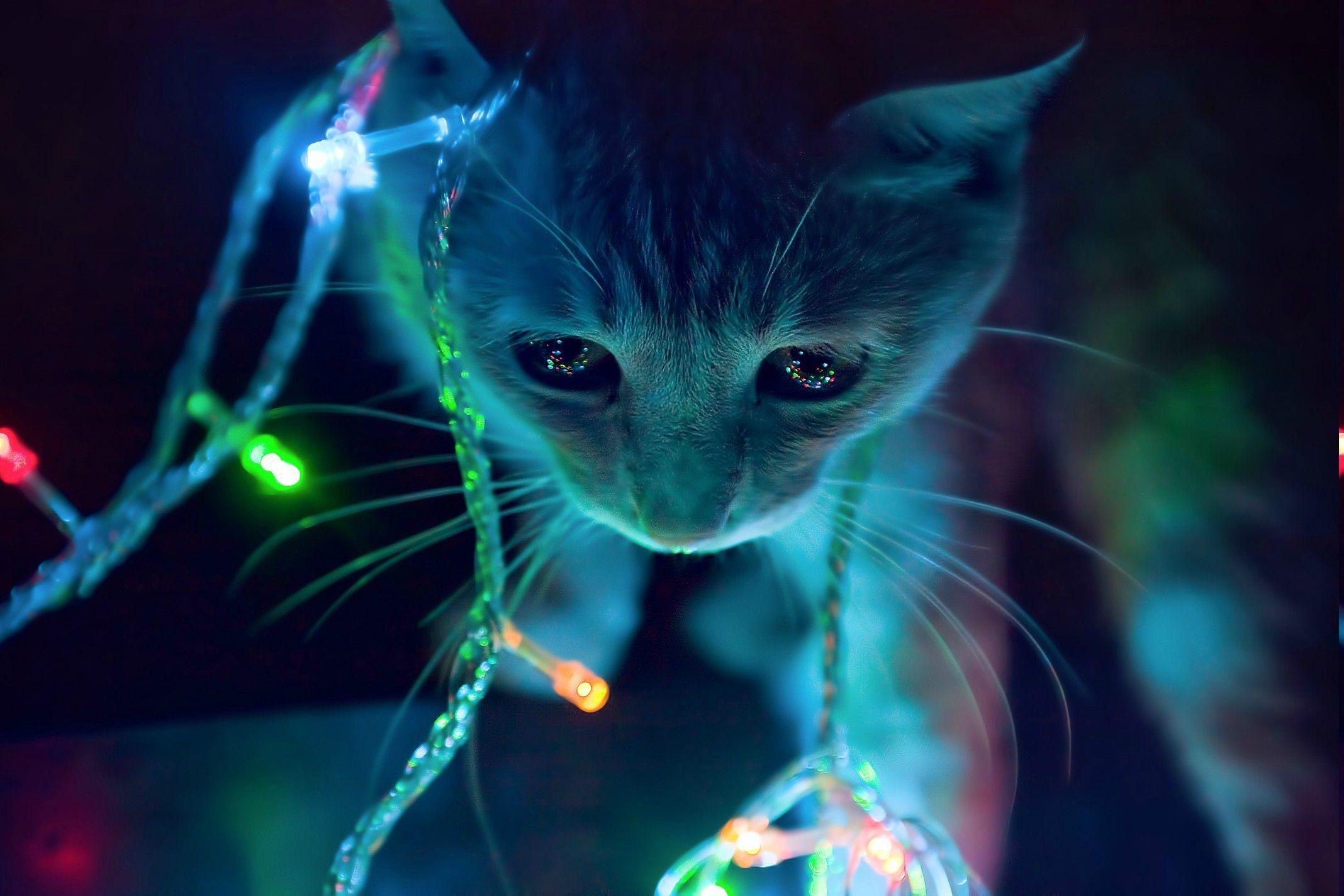 2136x1424 mèo đèn neon macro động vật đèn Giáng sinh hình nền và nền
