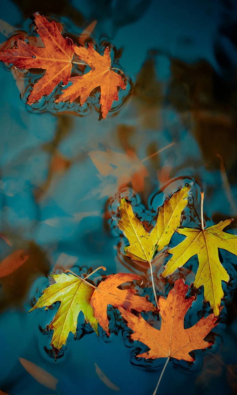 767x1280 Leaves HD wallpaper