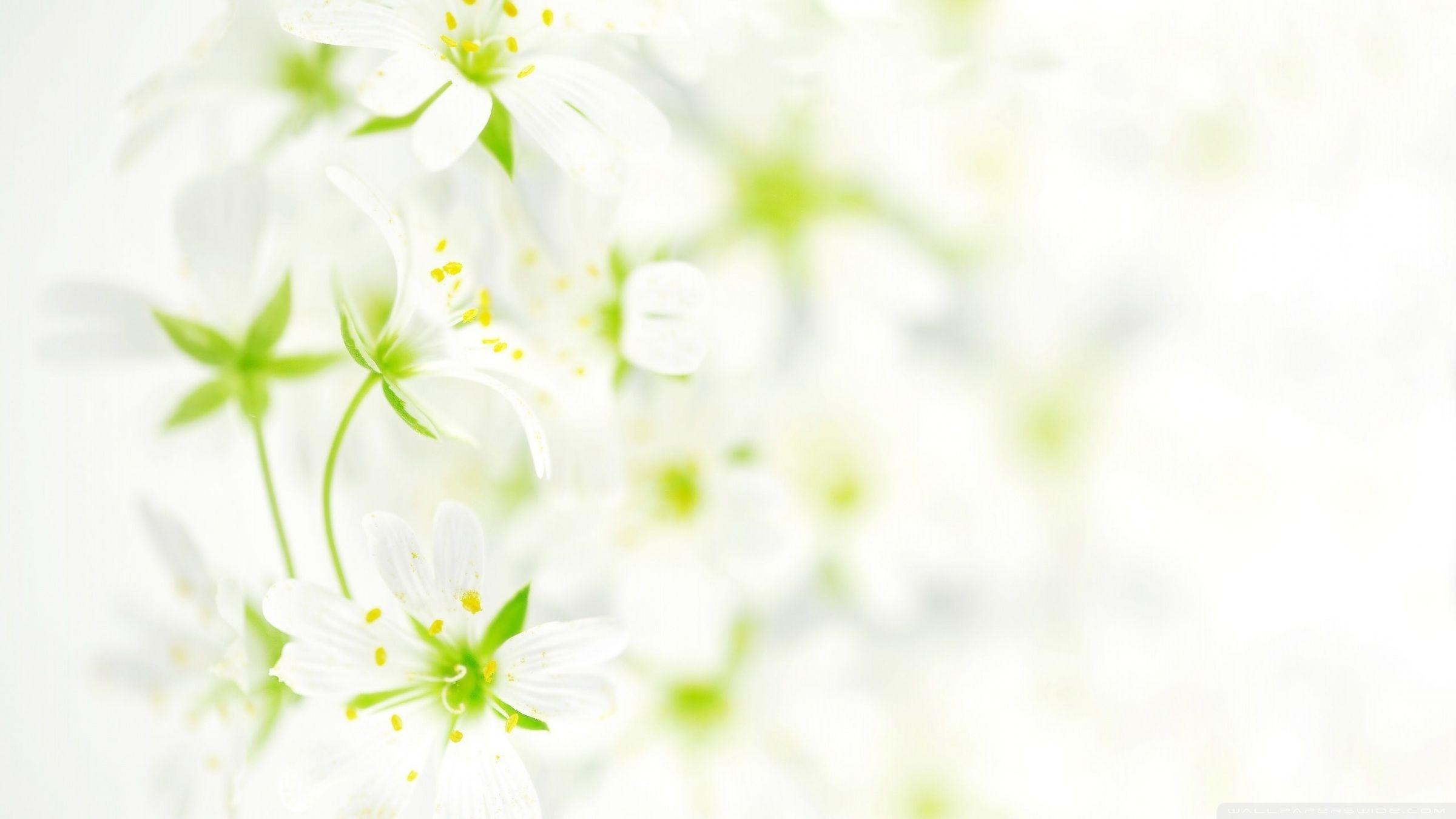 2400x1350 Free download Flower White Leaves wallpaper 2560x1600 22940 [2400x1350] for your Desktop, Mobile & Tablet. Explore White Flower Wallpaper. White Roses Wallpaper, Black And White Rose Wallpaper, White Roses Wallpaper for Desktop