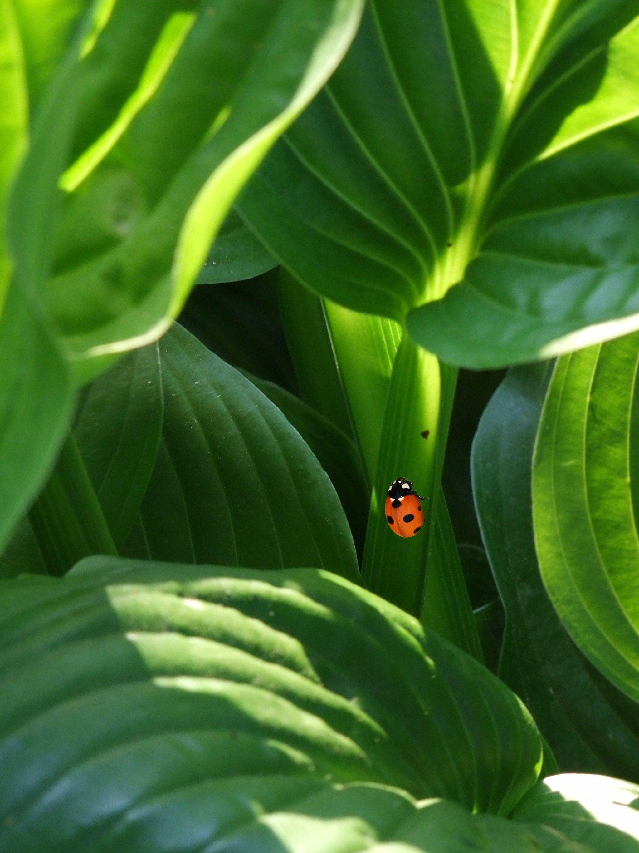 2048x2732 Ladybug on Leaves Wallpaper, Android & Desktop Background