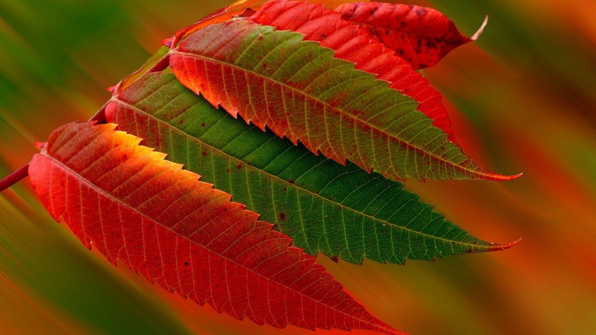 1920x1080 Leaves HD