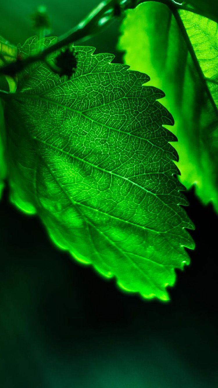 750x1334 Green HD iPhone Wallpaper Leaves iPhone Wallpaper HD HD Wallpaper