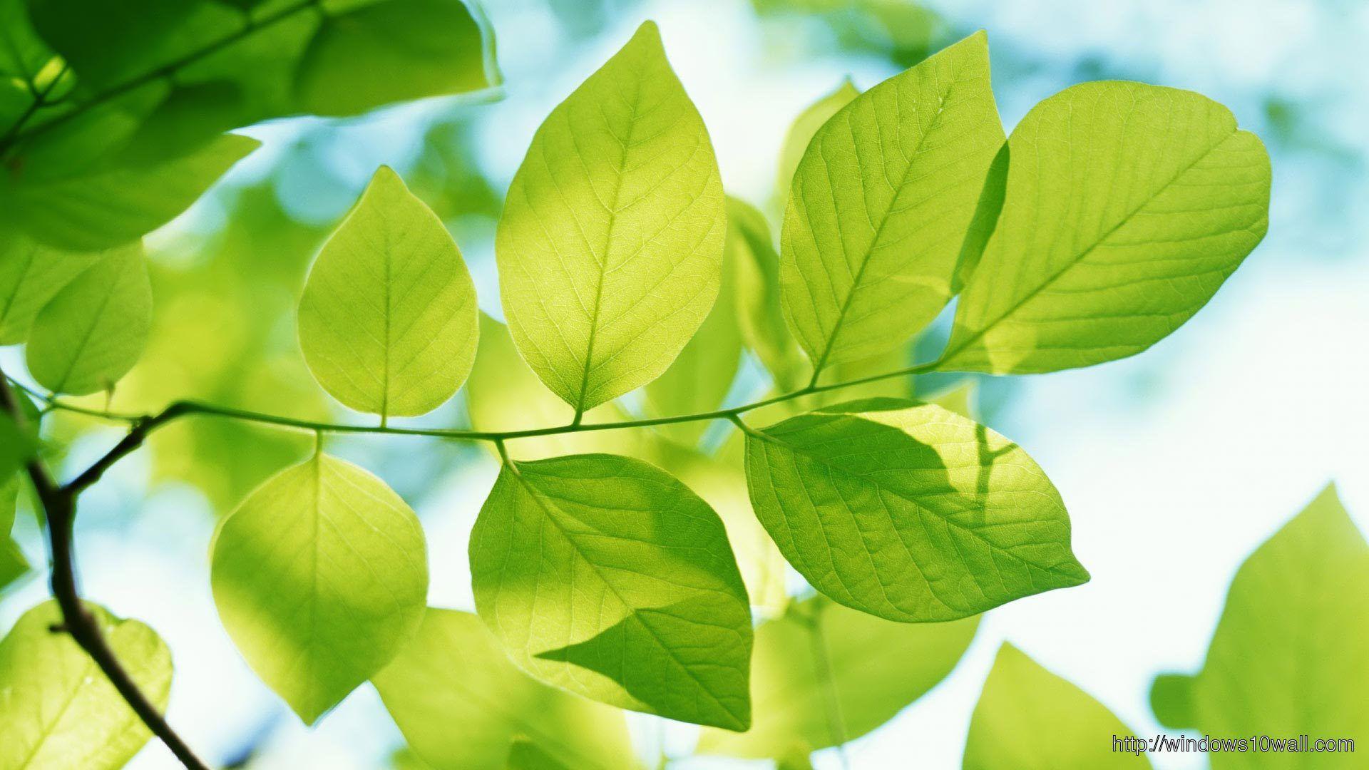 1920x1080 Green Leaves HD Background Wallpaper