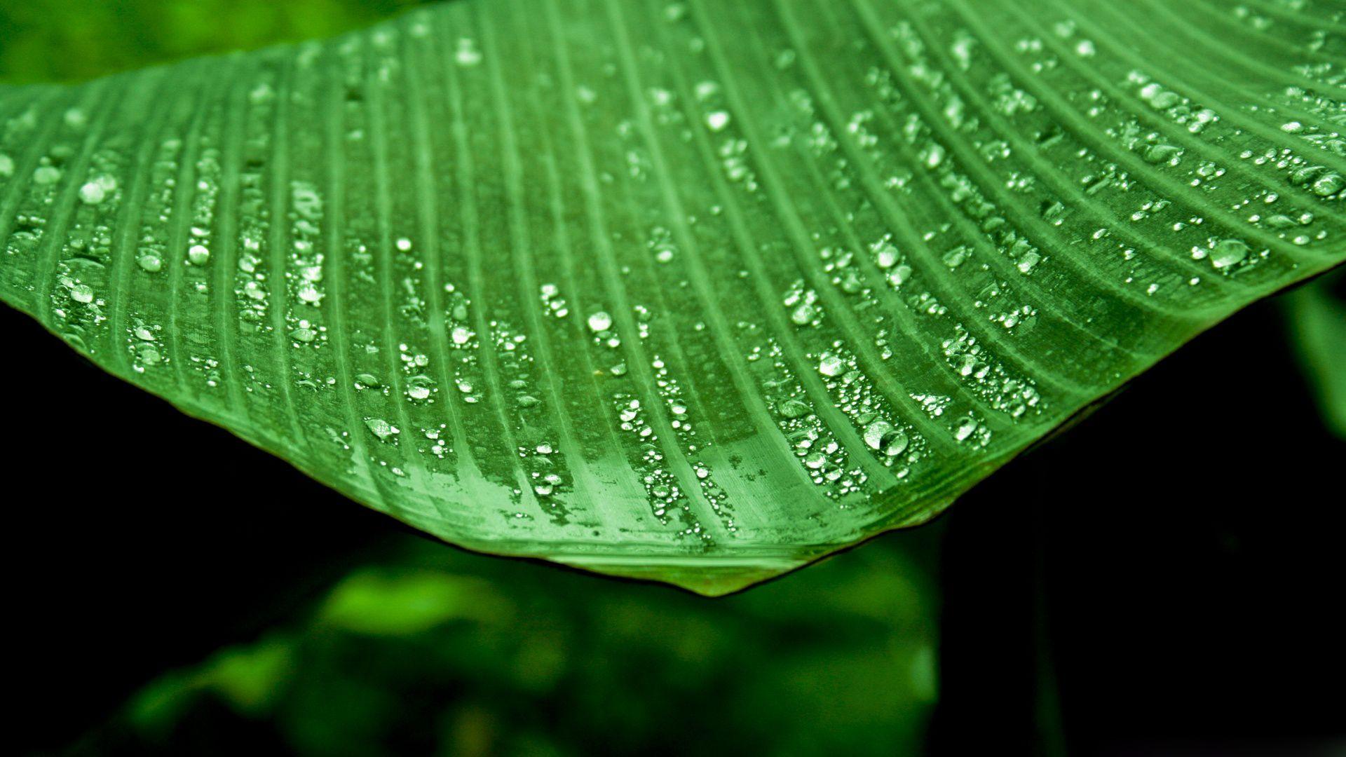 1920x1080 Banana Leaf Wallpaper HD