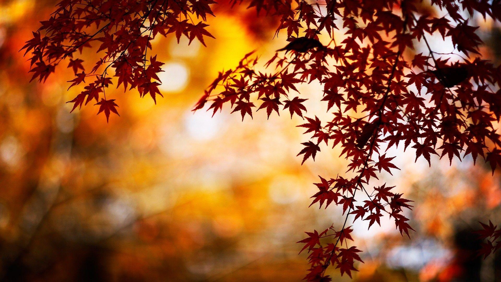 1920x1080 4. Fall Leaves Desktop Wallpaper4 600x338 1920x1080. Autumn Leaves Wallpaper, Fall Background, Bokeh Wallpaper