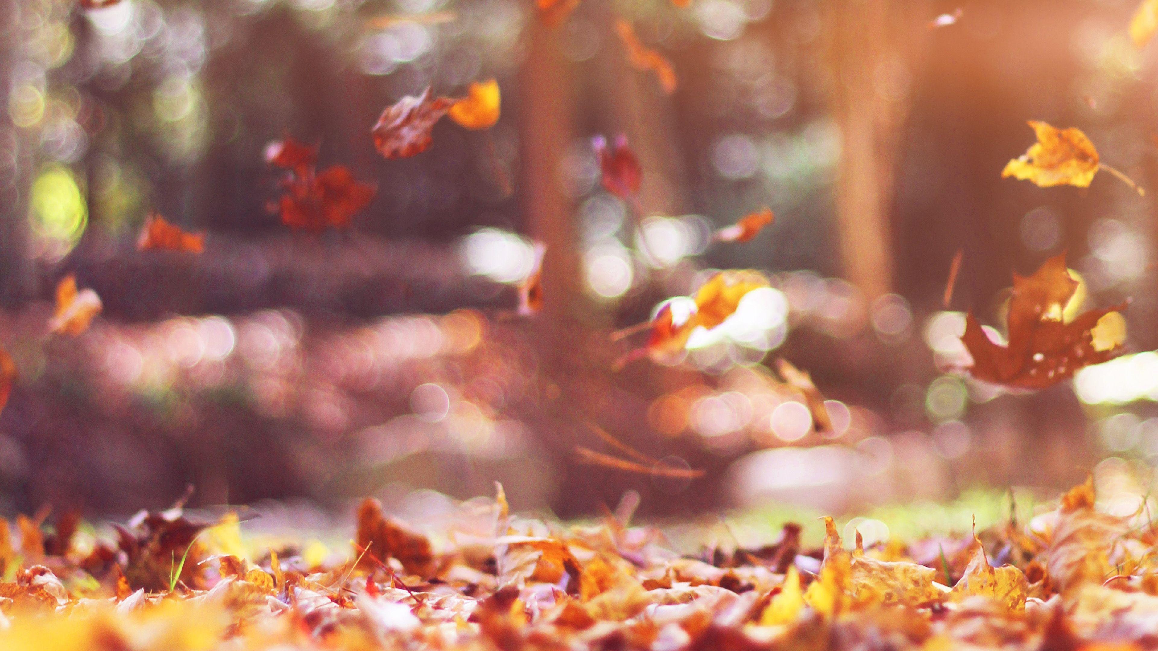 3840x2160 Fall Leaves Nature Tree Year Sad Flare Wallpaper