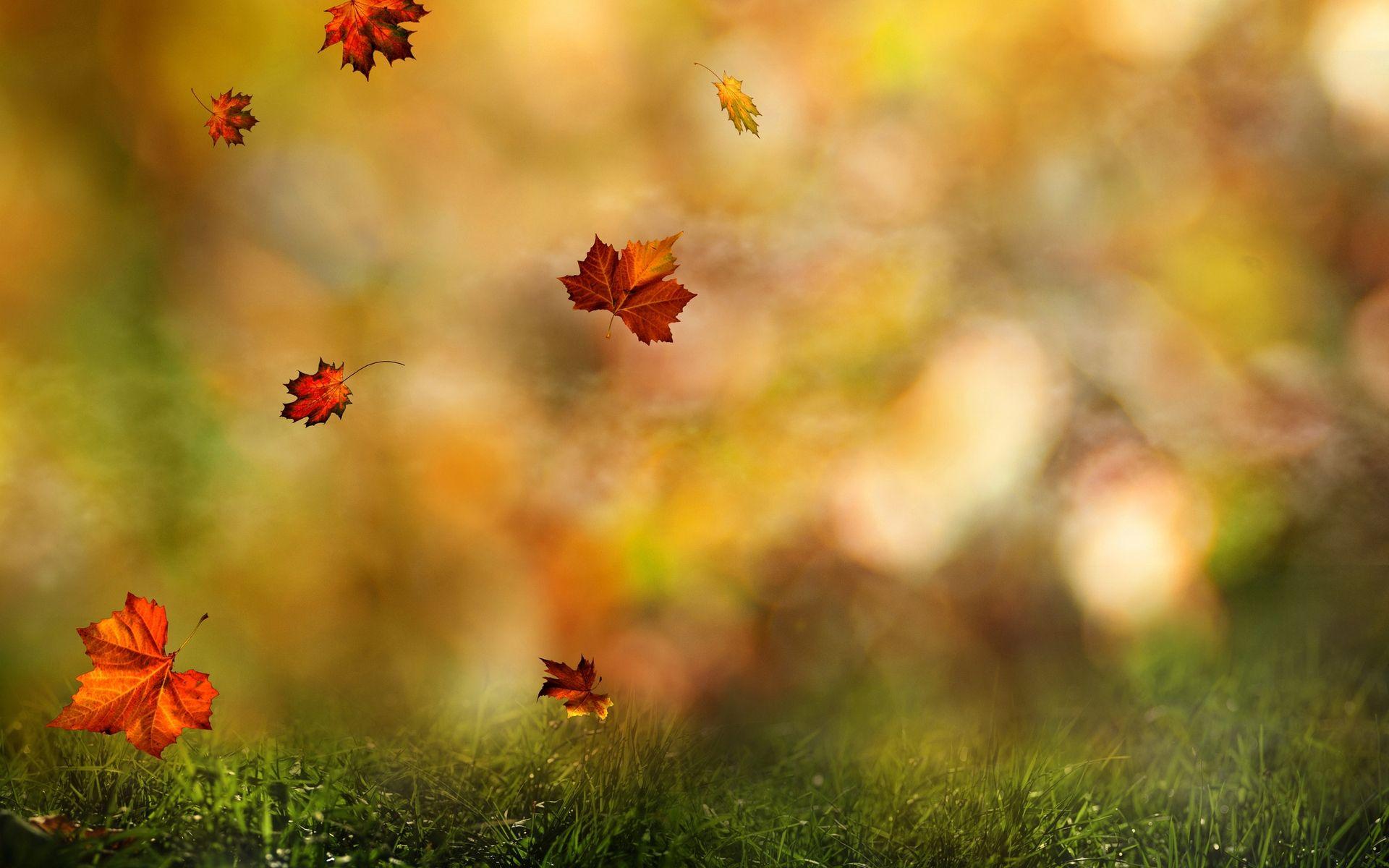 1920x1200 Sun 11 Oct CEST 2015 Falling Leaves Desktop Wallpaper Nature Wallpaper
